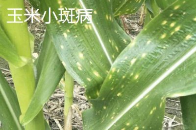 玉米大小斑病的防治方法,大小斑病常同时出现或混合侵染