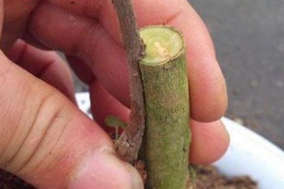 茶花如何繁殖，可扦插也可靠接