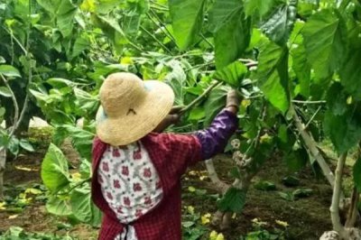 怎么养蚕,先将蚕具和蚕室进行彻底消毒