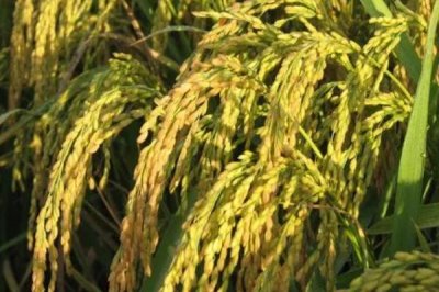 广8优1059水稻种简介，每亩有效穗数17.49万