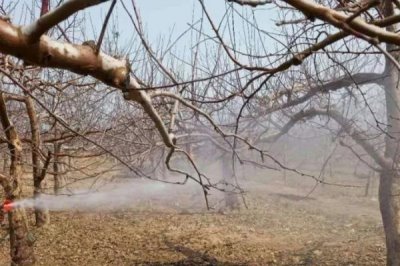 果树春季清园要点,要正确选药并把握喷药时机