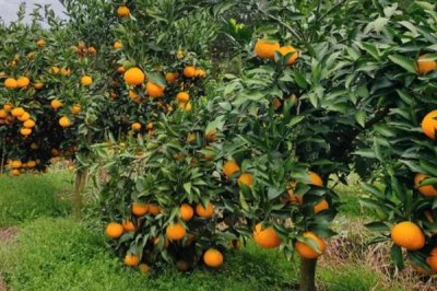 橘子的产地,分布在北纬16-37°之间