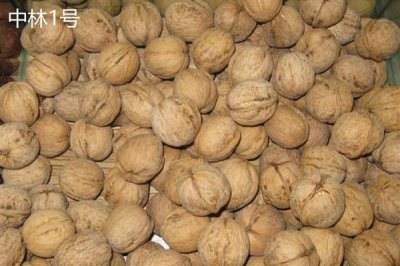 核桃的价格,一斤需要10-20元左右