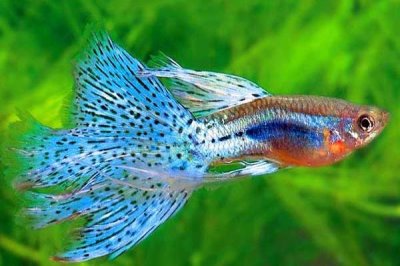 孔雀鱼的养殖方法,保持适宜的水温和PH值