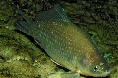 乌龙鲫的产地,该鱼种有“水中黑玫瑰”之称