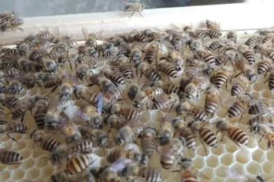 没起王台能人工分蜂吗,没有王台完全可以人工分蜂