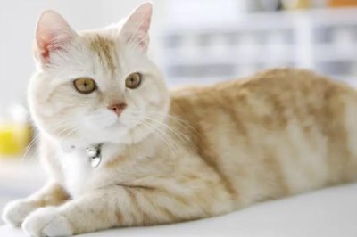 猫咪如何辨别主人,通过气味、声音、视觉分辨