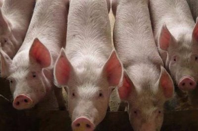 猪口蹄疫会不会传染给牛,会传染给牛