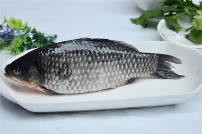 鲫鱼一年可以增重多少，人工养殖一年能增长150-200克左右