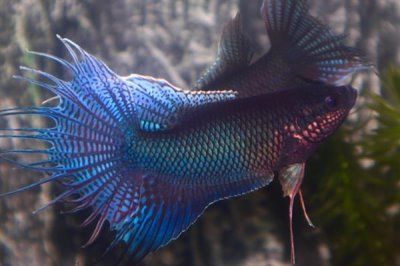 中国斗鱼冬天会冻死吗,冬天不容易轻易冻死