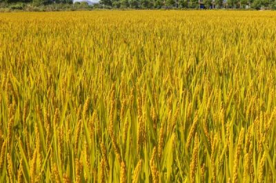 寒露风对水稻的影响，容易引发空壳、瘪粒等情况
