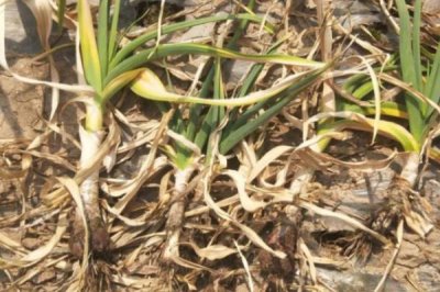 大蒜软腐病怎么治,发病初期用可杀得可湿性微粒粉剂效果好