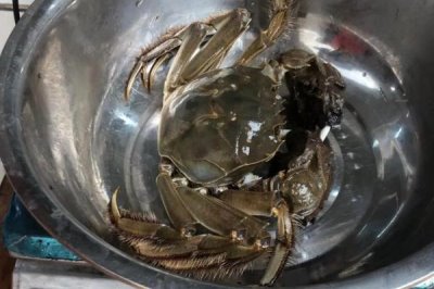 公河蟹有没有蟹黄,没有蟹黄但具有蟹膏