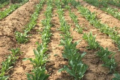 芜菁的栽培技术，要做好病虫害的预防工作