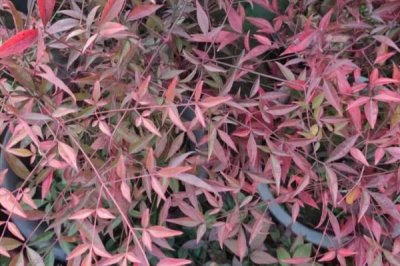 常绿灌木有哪些,这5种最为常见