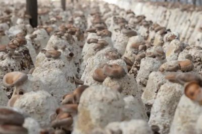 香菇的品种,常见以下9种