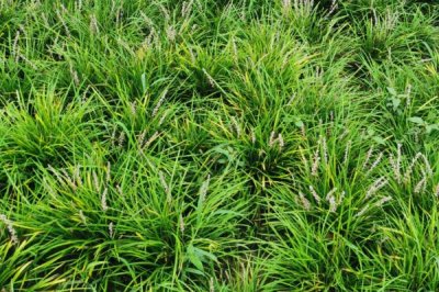 麦冬炭疽病的症状以及怎么防治,叶片上会出现黄褐色的小圆点