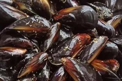 海虹的价格,内陆地区的售价高于沿海地区