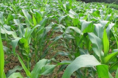 D507玉米品种简介,中熟品种