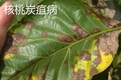 核桃常见病害怎么防治,需对症治疗