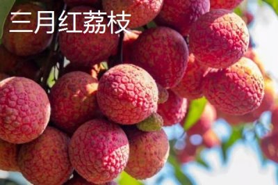 灵山荔枝品种,三月红的成熟时间最早
