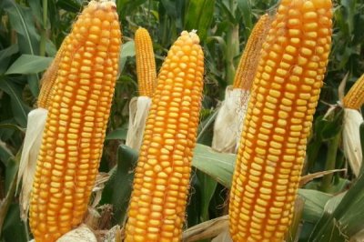 选购玉米种的方法,可以购买通过审定、抗病或耐病、适应性广的种子