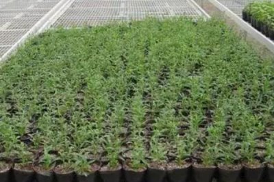 万寿菊怎么种植,苗龄达到40天才能移栽