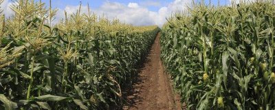 NK815玉米品种的特性,4月下旬至5月上旬播种