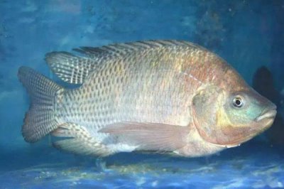 伊豆4号钩适合钓多大的鱼,适合钓什么鱼种