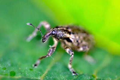 香蕉病虫害及防治方法,不同的病虫害采用不同的防治方法