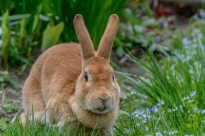 兔子密螺旋体病病因,病原体为兔密螺旋体