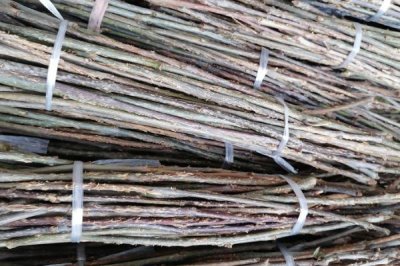 蝉卵怎么孵化,选择树体密、树种杂、蝉量多的场所采集卵枝