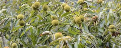 锥栗的种植方法，栽种时间一般在二月份