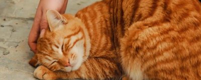 猫咪掉牙齿的原因,可能是正值换牙期或患有牙周炎