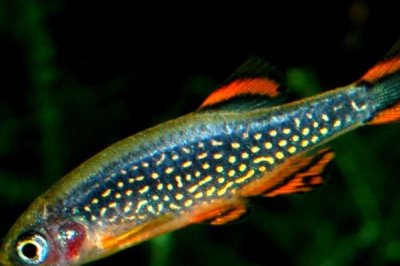 喷点斑马鱼好不好养，饲养难度较小