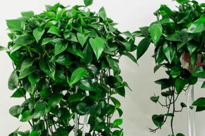 绿萝长高了怎么办,将生长点朝下保持一周