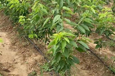 樱桃苗木的价格,因苗龄、产地、品种等条件而异