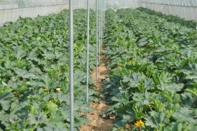 大棚蔬菜冬季施肥注意事项,建议有机肥和无机肥相结合