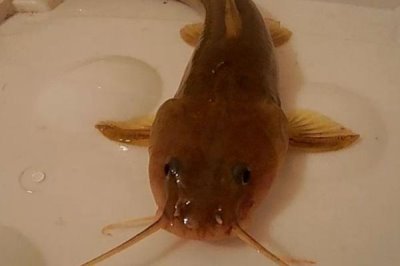 江鼠的产地,广泛分布在长江至珠江各水系