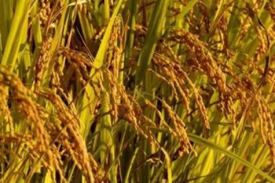 荃优1606产量和抗倒怎样，抗倒伏性较强且平均产量为660公斤/亩以上