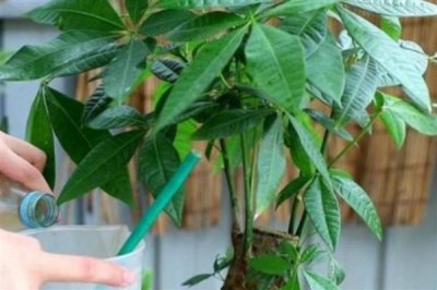 有机肥的原料，常见的有作物秸秆、畜禽粪便等