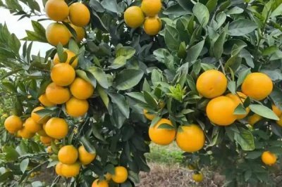 广东恩平市的特产,恩平烧饼令人百吃不厌