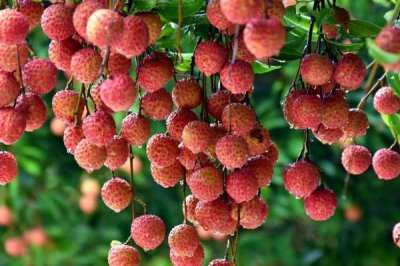 广东湛江的特产，吴川月饼在南宋时期便已开始制作