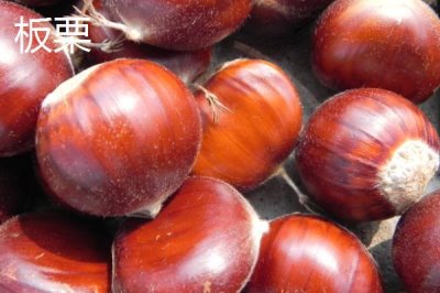板栗与榛子的区别,科属、外形和味道均不同