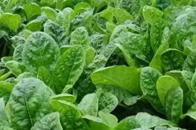 种植地黄的利润,一亩地的收益为5000-7000元左右