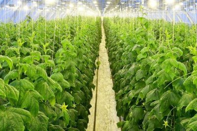 2019年种植蔬菜要考虑哪些因素，人工成本和价格是首要考虑的问题