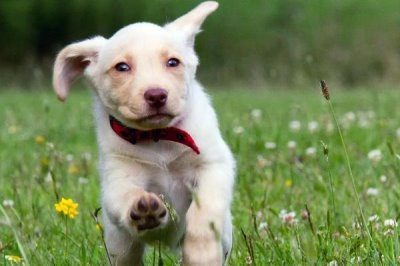 狗狗腿瘸的原因,可能是外伤、指甲过长或缺钙等