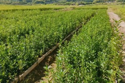 冬青树的价格，会受到规格、品种、市场等条件的影响