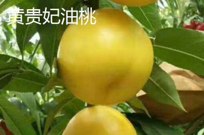 好吃的油桃品种,世纪之星果肉金黄、口感清脆甜美