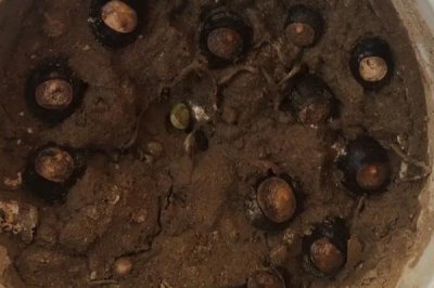 种植龙眼怎么育苗,需经过浸种催芽后再播种